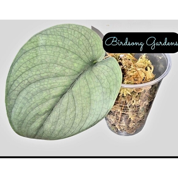 RARE Scindapsus Pictus Silver Hero Platinum Plant Cutting In Prop Cup - Picture 2 of 3